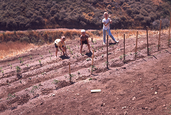 Boys gardening1